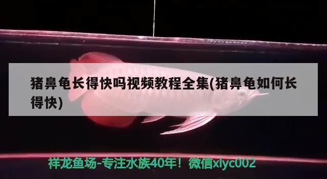 豬鼻龜長得快嗎視頻教程全集(豬鼻龜如何長得快)
