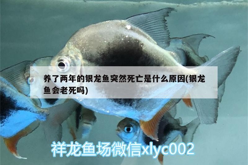 養了兩年的銀龍魚突然死亡是什么原因(銀龍魚會老死嗎)