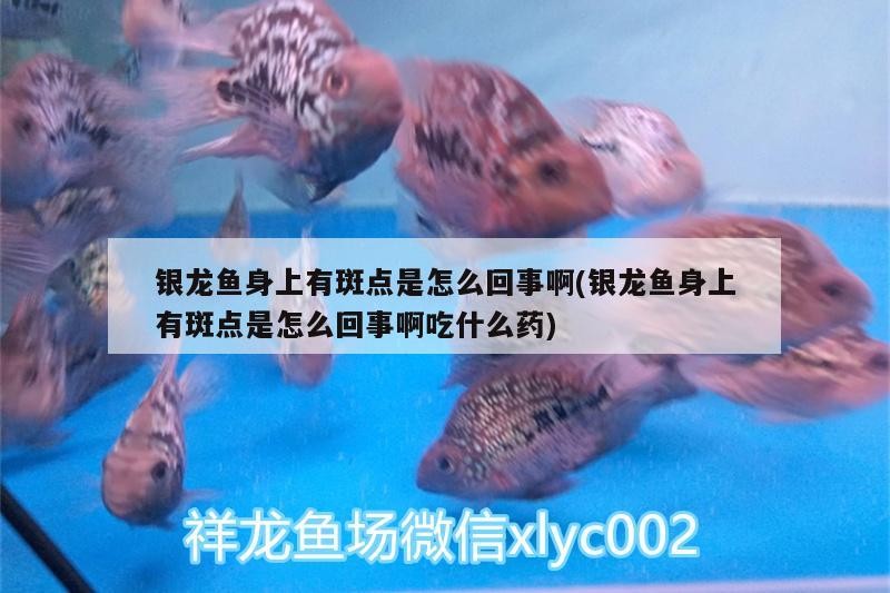 銀龍魚身上有斑點是怎么回事啊(銀龍魚身上有斑點是怎么回事啊吃什么藥)