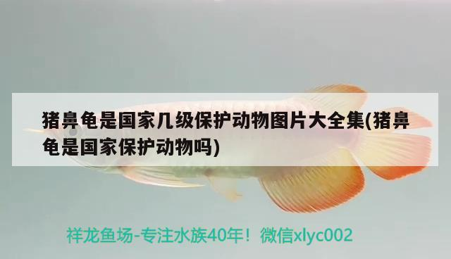 龍魚干蝦有營養(yǎng)嗎 豬鼻龜是國家?guī)准壉Wo(hù)動物圖片大全集(豬鼻龜是國家保護(hù)動物嗎) 豬鼻龜百科 豬鼻龜是國家?guī)准壉Wo(hù)動物圖片大全集(豬鼻龜是國家保護(hù)動物嗎) 豬鼻龜是國家?guī)准壉Wo(hù)動物圖片大全集(豬鼻龜是國家保護(hù)動物嗎) 豬鼻龜百科
