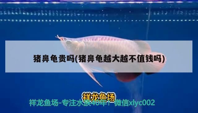 豬鼻龜貴嗎(豬鼻龜越大越不值錢嗎)
