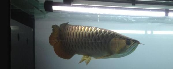 8厘米的虎魚吃什么食物：8厘米的虎魚適合吃什么食物