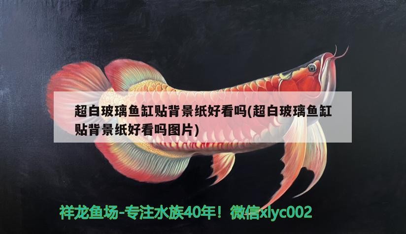 超白玻璃魚(yú)缸貼背景紙好看嗎(超白玻璃魚(yú)缸貼背景紙好看嗎圖片)