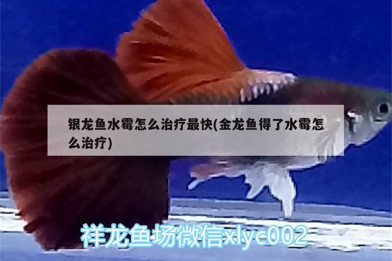 銀龍魚(yú)水霉怎么治療最快(金龍魚(yú)得了水霉怎么治療)