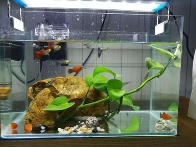 四平市鐵東區(qū)老三水族館（四平市鐵東區(qū)老三水族館電話）