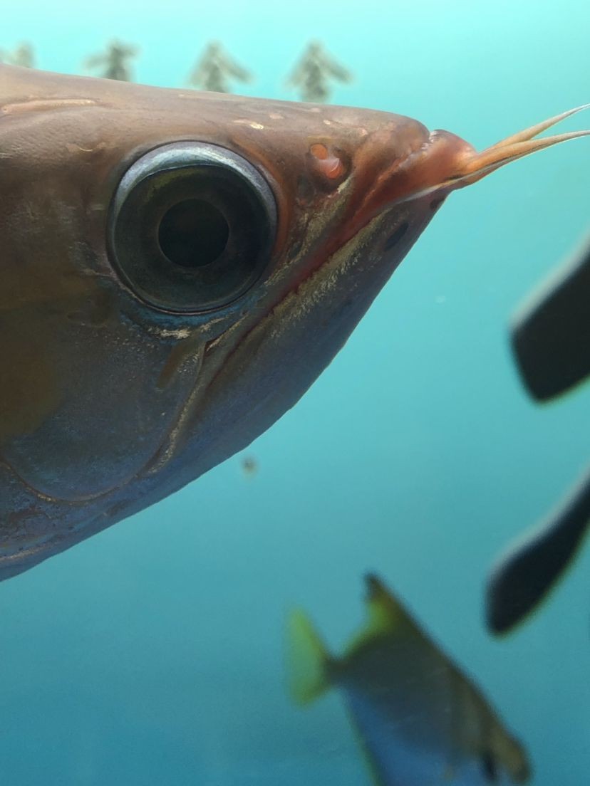 西安經濟技術開發區魚樂時代水族用品店