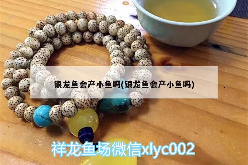 銀龍魚會產小魚嗎(銀龍魚會產小魚嗎) 銀龍魚會產小魚嗎(銀龍魚會產小魚嗎) 銀龍魚百科