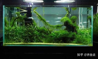 東面放魚缸好不好呀：東面擺放魚缸有什么風(fēng)水禁忌？