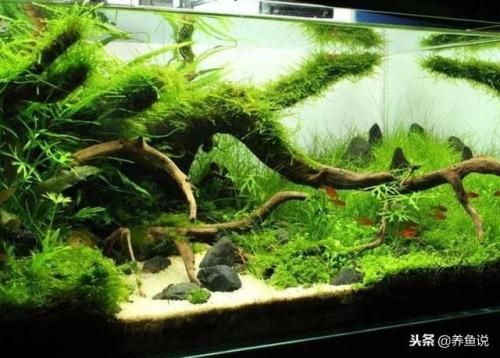 東面放魚缸好不好呀：東面擺放魚缸有什么風(fēng)水禁忌？
