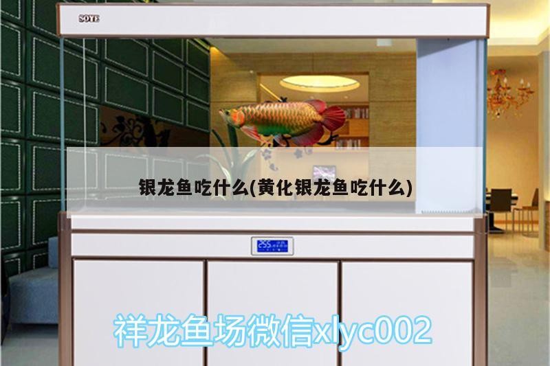 銀龍魚吃什么(黃化銀龍魚吃什么)