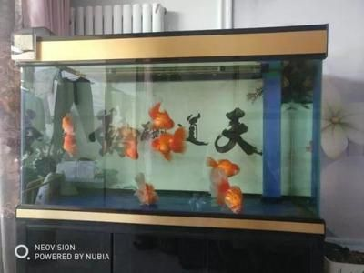 neo是什么品牌魚缸：neo品牌是一個專業的魚缸品牌neo品牌推薦