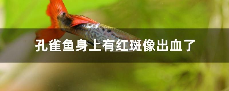 孔雀魚為什么身上有紅斑像出血了 孔雀魚為什么身上有紅斑像出血了 金龍魚百科