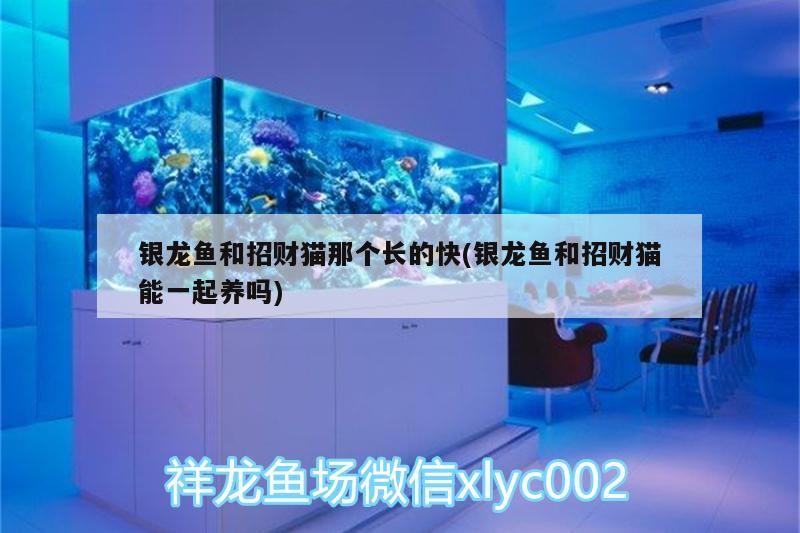 紅龍魚用黃燈烤有用嗎 銀龍魚和招財貓那個長的快(銀龍魚和招財貓能一起養嗎) 銀龍魚百科 銀龍魚和招財貓那個長的快(銀龍魚和招財貓能一起養嗎) 銀龍魚和招財貓那個長的快(銀龍魚和招財貓能一起養嗎) 銀龍魚百科