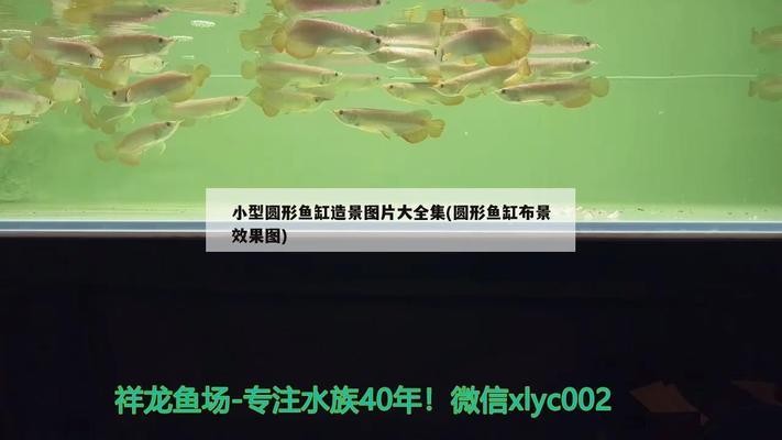 西塞山區九龍尊水族店（西塞山區九龍尊水族店電話）