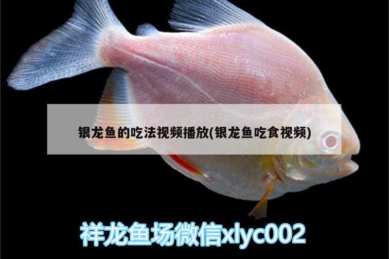 銀龍魚的吃法視頻播放(銀龍魚吃食視頻)