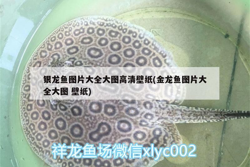 過背金龍魚 銀龍魚圖片大全大圖高清壁紙(金龍魚圖片大全大圖壁紙) 銀龍魚百科 銀龍魚圖片大全大圖高清壁紙(金龍魚圖片大全大圖壁紙) 銀龍魚圖片大全大圖高清壁紙(金龍魚圖片大全大圖壁紙) 銀龍魚百科