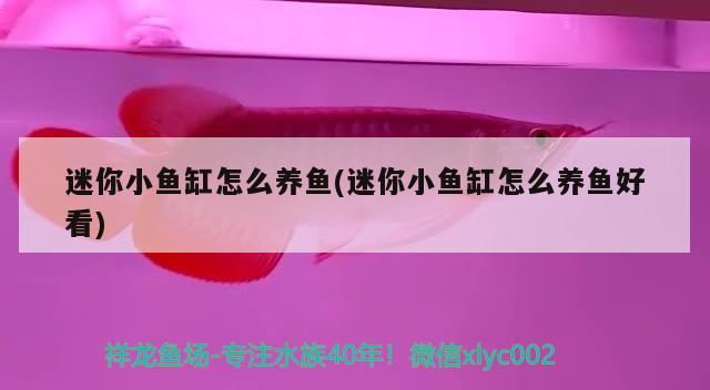 迷你小魚缸怎么養魚(迷你小魚缸怎么養魚好看)