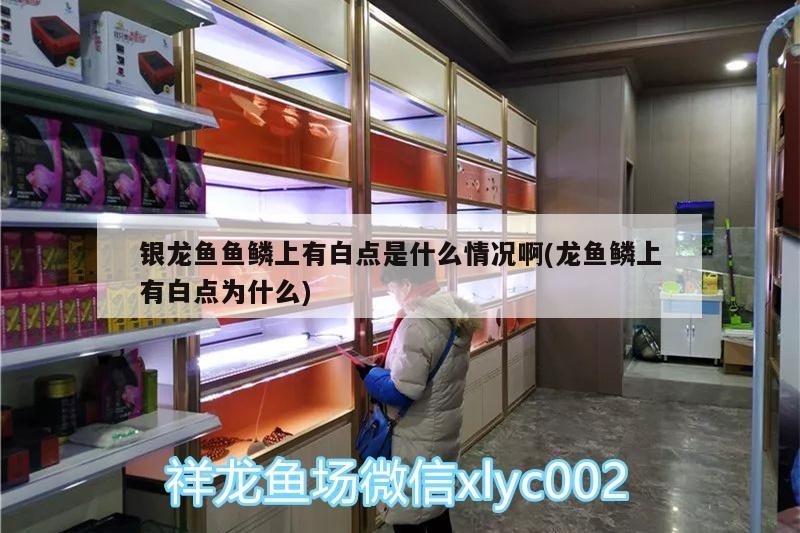 魚缸用增氧泵價格是多少:魚缸增氧機-xtrac增氧機-xtrac增氧機 銀龍魚魚鱗上有白點是什么情況啊(龍魚鱗上有白點為什么) 銀龍魚百科 銀龍魚魚鱗上有白點是什么情況啊(龍魚鱗上有白點為什么) 銀龍魚魚鱗上有白點是什么情況啊(龍魚鱗上有白點為什么) 銀龍魚百科