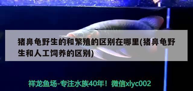 豬鼻龜野生的和繁殖的區別在哪里(豬鼻龜野生和人工飼養的區別)