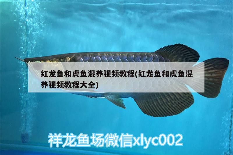 紅龍魚和虎魚混養(yǎng)視頻教程(紅龍魚和虎魚混養(yǎng)視頻教程大全) 紅龍魚和虎魚混養(yǎng)視頻教程(紅龍魚和虎魚混養(yǎng)視頻教程大全) 虎魚百科