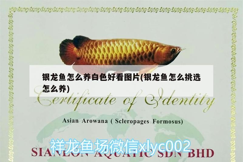 銀龍魚怎么養白色好看圖片(銀龍魚怎么挑選怎么養)