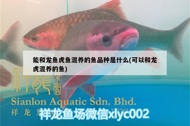 能和龍魚虎魚混養(yǎng)的魚品種是什么(可以和龍虎混養(yǎng)的魚) 能和龍魚虎魚混養(yǎng)的魚品種是什么(可以和龍虎混養(yǎng)的魚) 虎魚百科