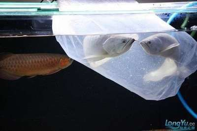 龍魚不過水直接入缸沒問題不_ 龍魚百科 第1張 龍魚不過水直接入缸沒問題不_ 龍魚不過水直接入缸沒問題不_ 龍魚百科 第1張