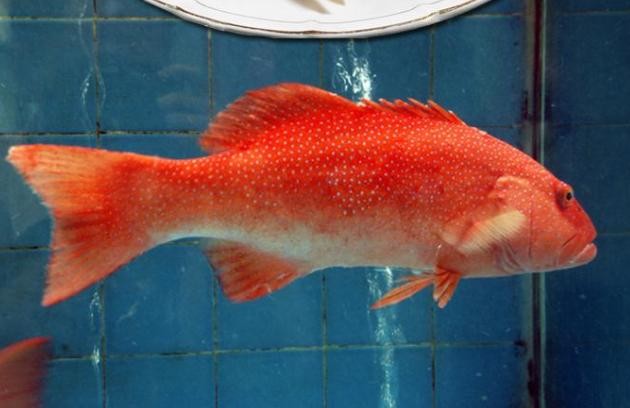 世界十大最貴的魚排名