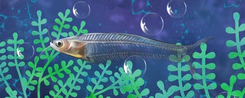 玻璃貓魚吃小魚嗎還吃什么 玻璃貓魚吃小魚嗎還吃什么 金龍魚百科