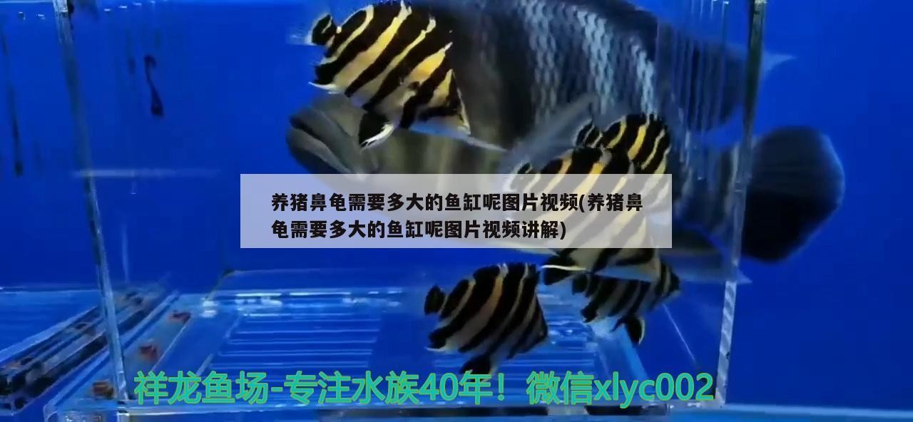 飼料 養(yǎng)豬鼻龜需要多大的魚缸呢圖片視頻(養(yǎng)豬鼻龜需要多大的魚缸呢圖片視頻講解) 豬鼻龜百科 養(yǎng)豬鼻龜需要多大的魚缸呢圖片視頻(養(yǎng)豬鼻龜需要多大的魚缸呢圖片視頻講解) 養(yǎng)豬鼻龜需要多大的魚缸呢圖片視頻(養(yǎng)豬鼻龜需要多大的魚缸呢圖片視頻講解) 豬鼻龜百科