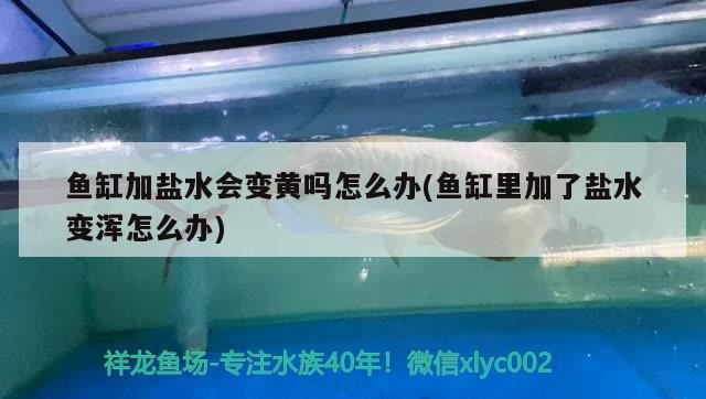 魚缸加鹽水會變黃嗎怎么辦(魚缸里加了鹽水變渾怎么辦)