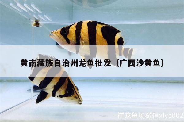 黃南藏族自治州紅龍魚價格2688貴嗎？