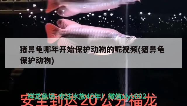 紅龍魚用黃燈烤有用嗎 豬鼻龜哪年開始保護動物的呢視頻(豬鼻龜保護動物) 豬鼻龜百科 豬鼻龜哪年開始保護動物的呢視頻(豬鼻龜保護動物) 豬鼻龜哪年開始保護動物的呢視頻(豬鼻龜保護動物) 豬鼻龜百科