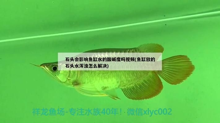 龍魚魚缸ph值多少算正常范圍vs祥龍魚場：祥龍魚場的評價(jià)如何