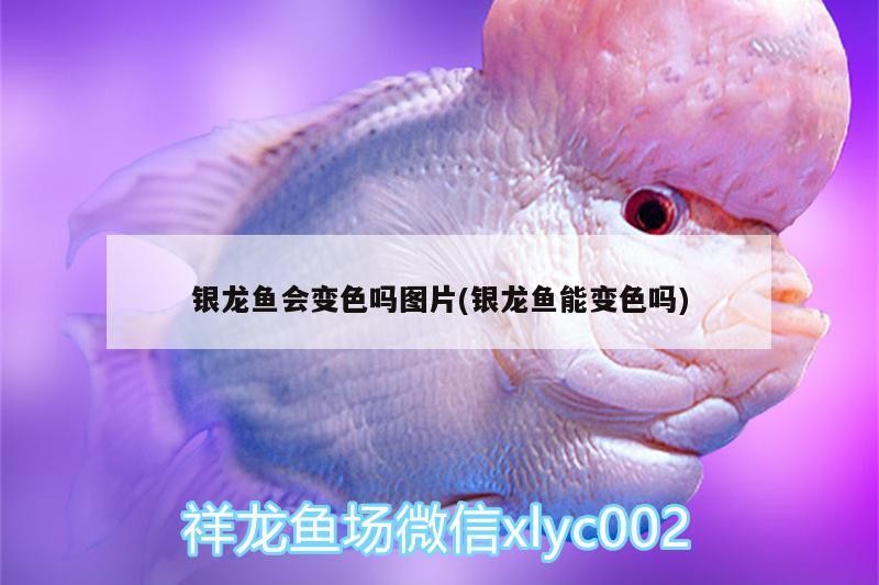 銀龍魚會變色嗎圖片(銀龍魚能變色嗎)