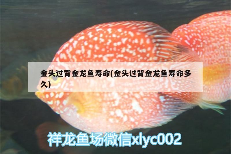 金頭過背金龍魚壽命(金頭過背金龍魚壽命多久)