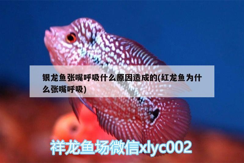 銀龍魚張嘴呼吸什么原因造成的(紅龍魚為什么張嘴呼吸)
