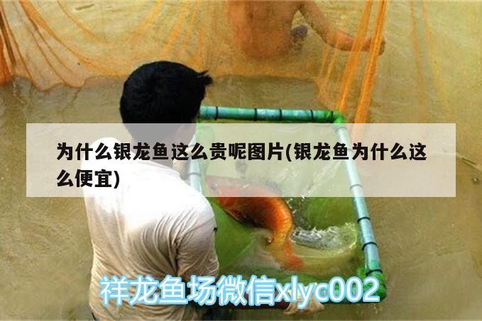 為什么銀龍魚這么貴呢圖片(銀龍魚為什么這么便宜) 為什么銀龍魚這么貴呢圖片(銀龍魚為什么這么便宜) 銀龍魚百科