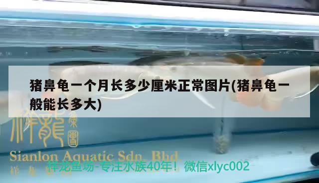 我的虎魚真菌感染了要怎么處理 豬鼻龜一個月長多少厘米正常圖片(豬鼻龜一般能長多大) 豬鼻龜百科 豬鼻龜一個月長多少厘米正常圖片(豬鼻龜一般能長多大) 豬鼻龜一個月長多少厘米正常圖片(豬鼻龜一般能長多大) 豬鼻龜百科
