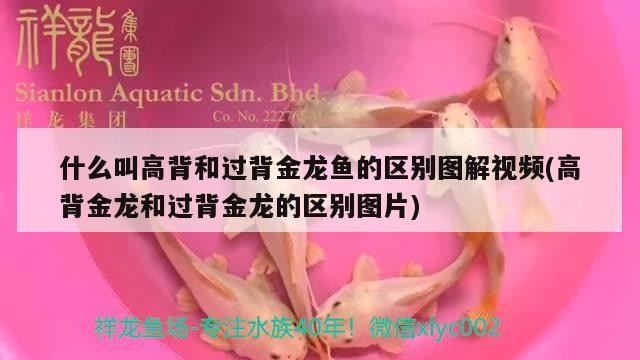 什么叫高背和過背金龍魚的區別圖解視頻(高背金龍和過背金龍的區別圖片)