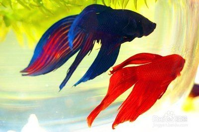 養(yǎng)虎魚(yú)用什么缸最好：養(yǎng)虎魚(yú)用什么缸最好養(yǎng)虎魚(yú)用什么缸最好 養(yǎng)虎魚(yú)用什么缸最好：養(yǎng)虎魚(yú)用什么缸最好養(yǎng)虎魚(yú)用什么缸最好 虎魚(yú)百科 第3張