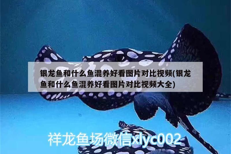 銀龍魚和什么魚混養好看圖片對比視頻(銀龍魚和什么魚混養好看圖片對比視頻大全) 銀龍魚和什么魚混養好看圖片對比視頻(銀龍魚和什么魚混養好看圖片對比視頻大全) 銀龍魚百科