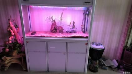 森森魚缸1米2為什么不夠 森森魚缸1米2為什么不夠 森森魚缸