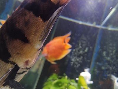 虎魚身體發白怎么治療圖片：虎魚身體發白怎么治療 虎魚身體發白怎么治療圖片：虎魚身體發白怎么治療 虎魚百科 第3張