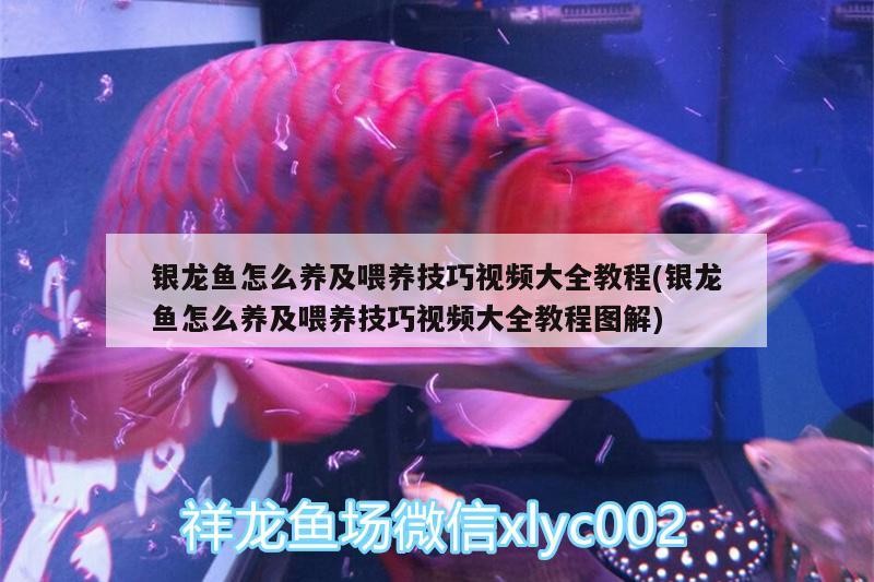 銀龍魚怎么養(yǎng)及喂養(yǎng)技巧視頻大全教程(銀龍魚怎么養(yǎng)及喂養(yǎng)技巧視頻大全教程圖解)