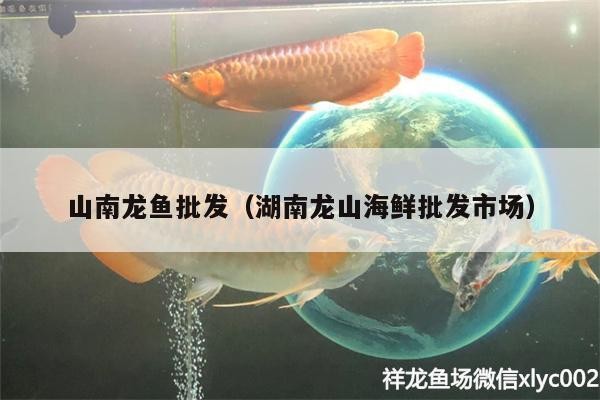 海西蒙古族藏族自治州紅龍魚價格2688貴嗎？
