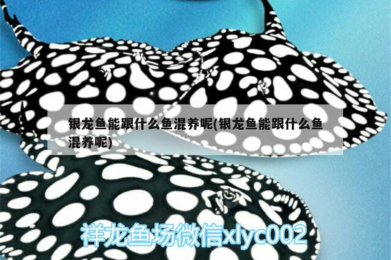 銀龍魚能跟什么魚混養呢(銀龍魚能跟什么魚混養呢)