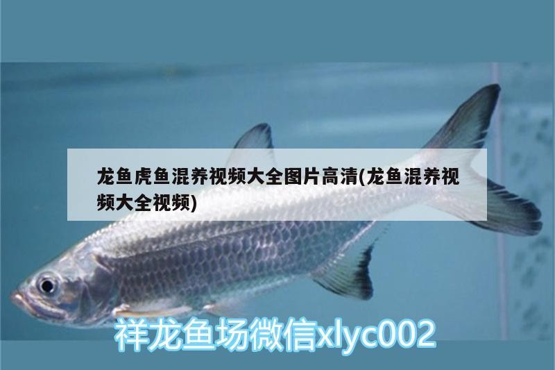 龍魚虎魚混養視頻大全圖片高清(龍魚混養視頻大全視頻)