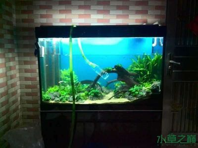 草缸改魚缸：草缸改魚缸的步驟