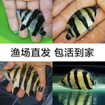 印尼虎魚褪色變白的原因是什么：印尼虎魚褪色變白的原因